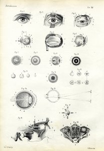Organ of Seeing, 1863-79